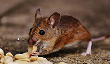 24 Hour & Emergency Exterminators in Northwood, OH